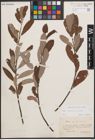Foto von Salix cinerea L.